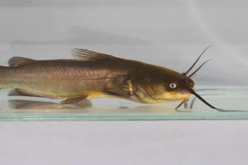 Invazní žravý sumeček znepokojuje české přírodovědce