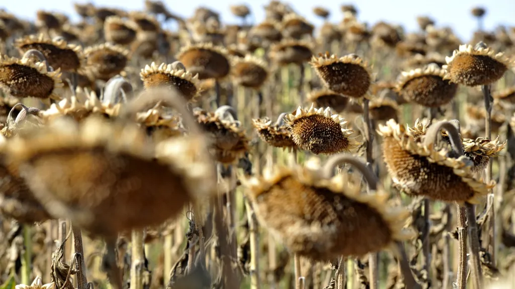 Sucho na slunečnicovém poli nedaleko Rajhradu