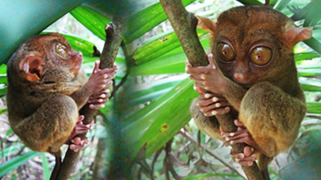 Nártoun filipínský