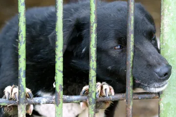 EU dosáhla dohody o zlepšení životních podmínek psů a koček. Míří proti množírnám