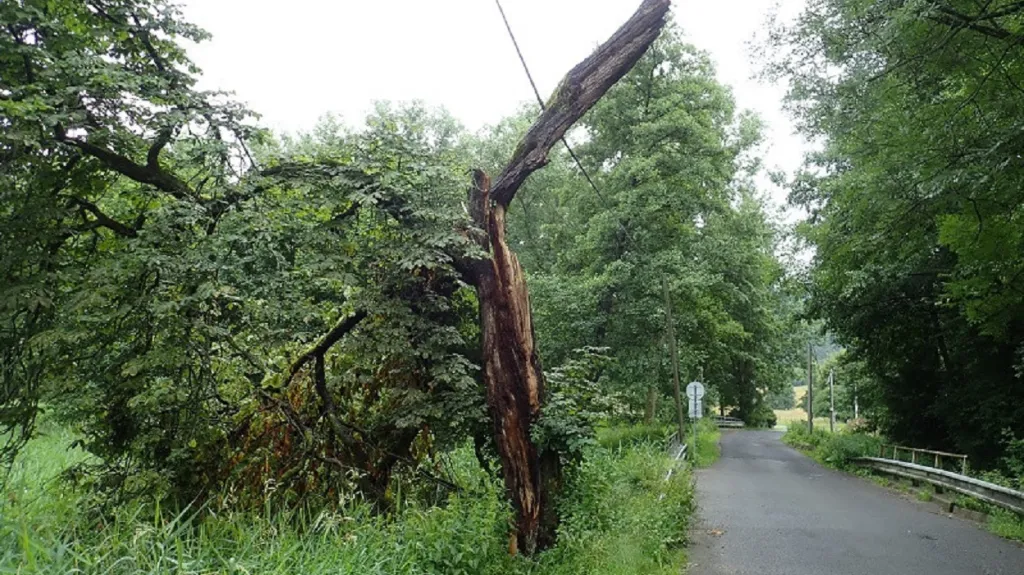 Bouřkou poničený strom na Železnobrodsku