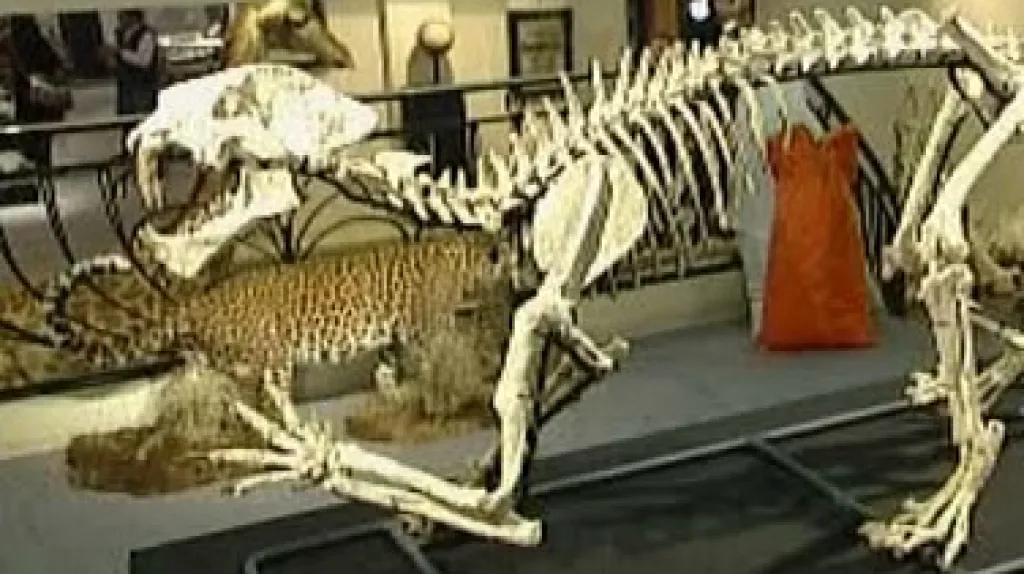 Jedna z vystavených koster