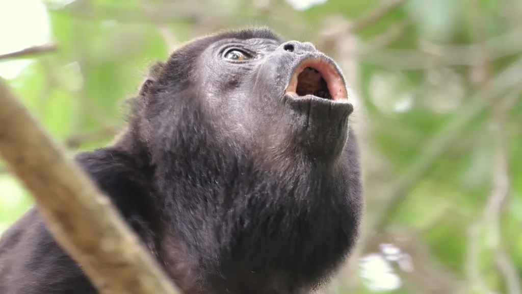 Vřešťan pláštíkový