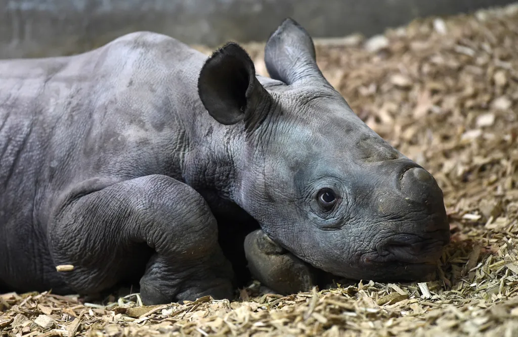 Zoologická zahrada v Beggely ve Walesu představila čerstvě narozeného, vzácného nosorožce černého