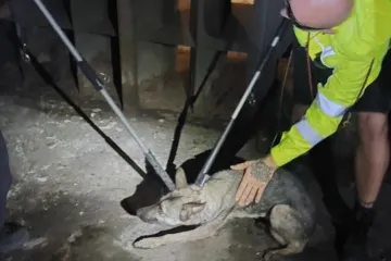 Kvůli zaběhnutému psovi stála v Praze několik hodin většina linky metra A