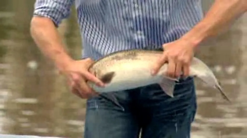 Vypouštění pstruhů