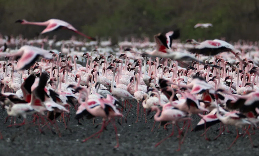 Město Bombaj překvapil přílet tisíců plameňáků