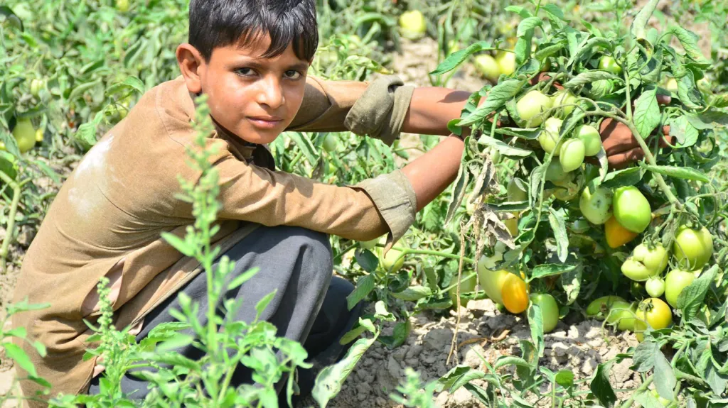 Nejvíc dětí pracuje v zemědělství