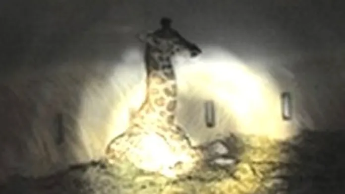 Žirafa při večerní procházce