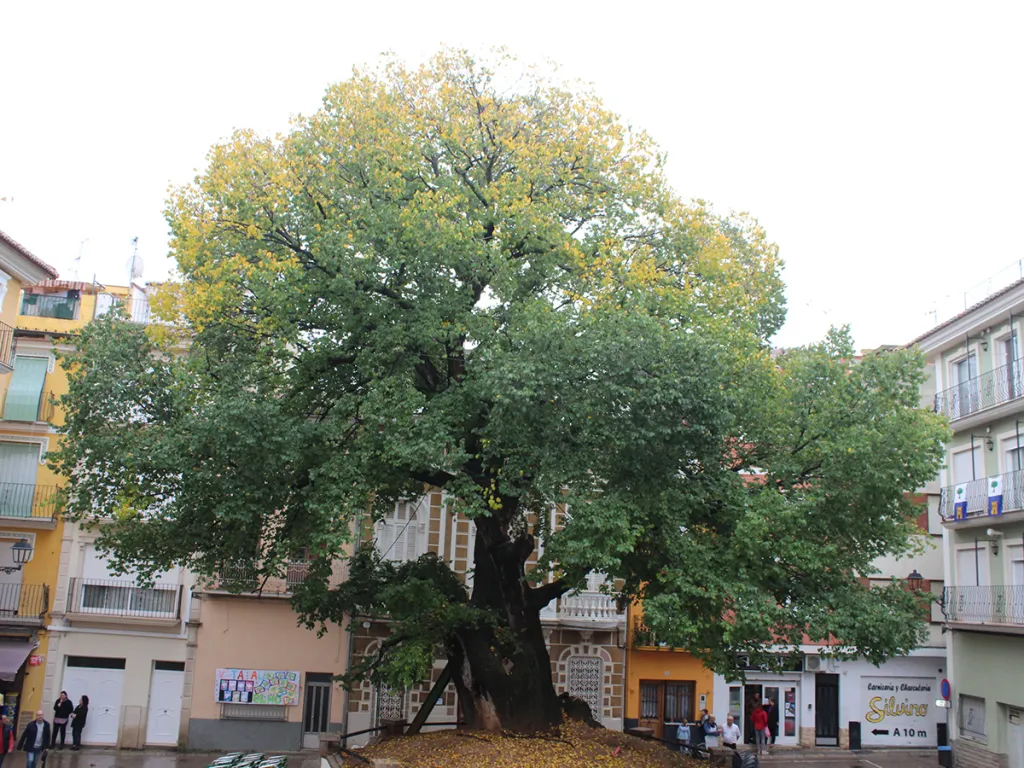12. místo: Jilm habrolistý (382 let) z Navajas (Španělsko). Na pamětní cedulce u stromu stojí: „Tento jilm zasadil Roque Pastor v roce 1636.“ Díky svému věku patří v Evropě mezi unikáty. K jeho 350. narozeninám mu obyvatelé složili hymnu, vytvořili celoroční program akcí a rozeslali jeho řízky na různá místa po Evropě.