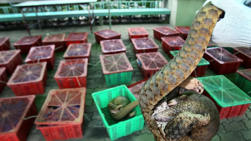 Luskouni zabavení thajskými celníky