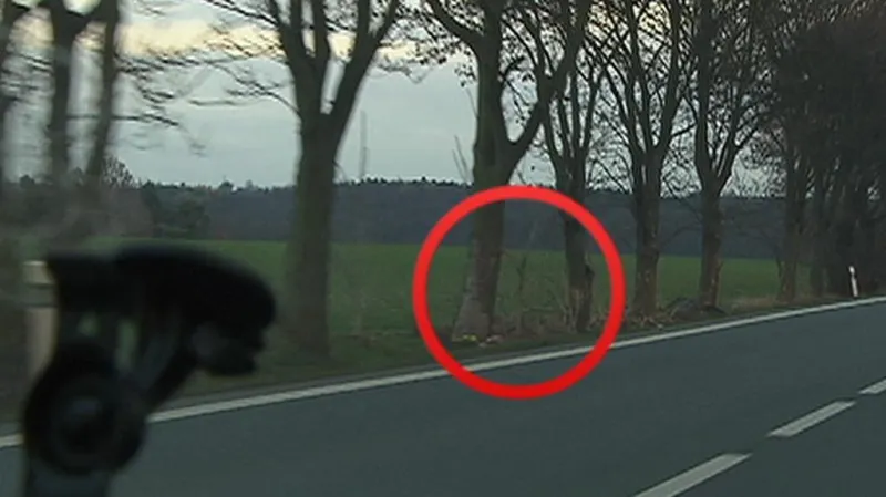 Stromy poškozené nehodami