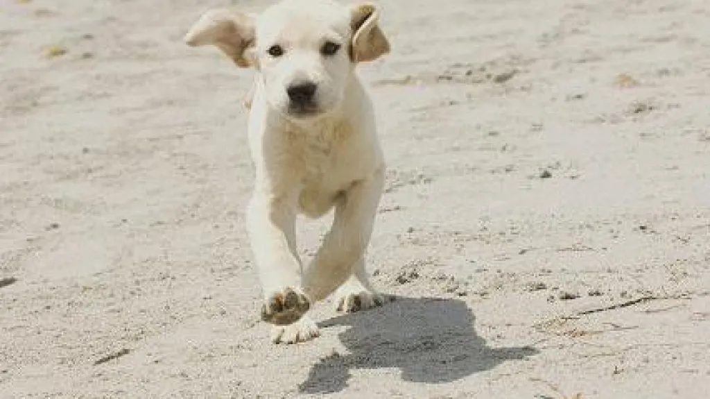 Nejhorší pes na světě