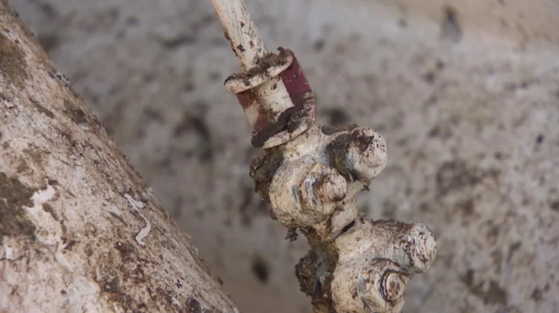 Holubi znečišťují stavby i jejich vybavení