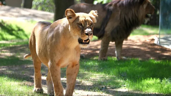 Lvi v brněnské zoo