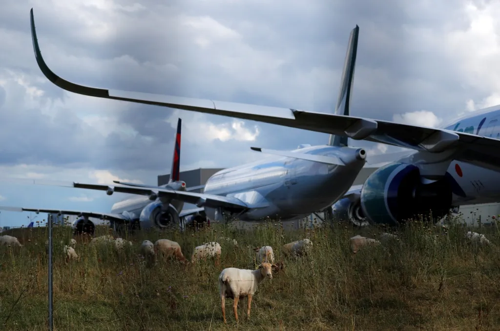 Zastavení provozu letecké továrny Airbus v Blagnacu poblíž Toulouse a následného utichnutí výroby využily ovce z místní farmy, které se nyní nerušeně pasou u osobních letadel A350