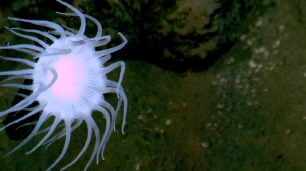 Život v Marianském příkopu