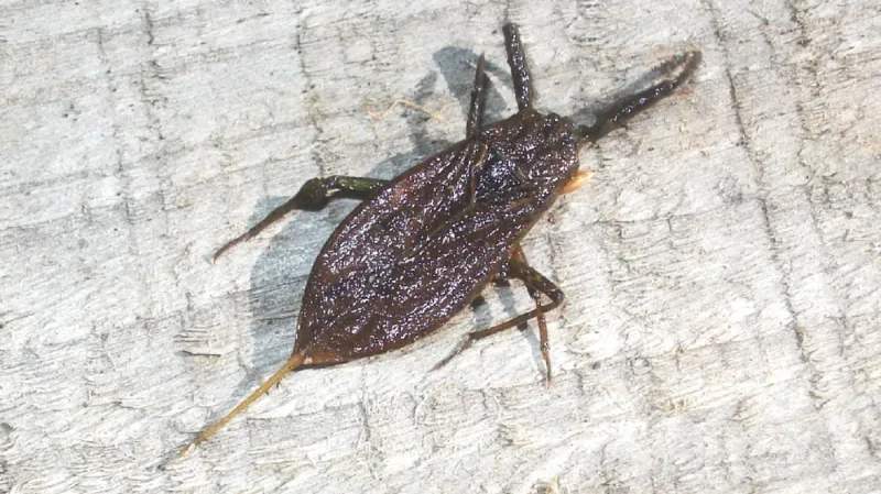 Splešťule blátivá