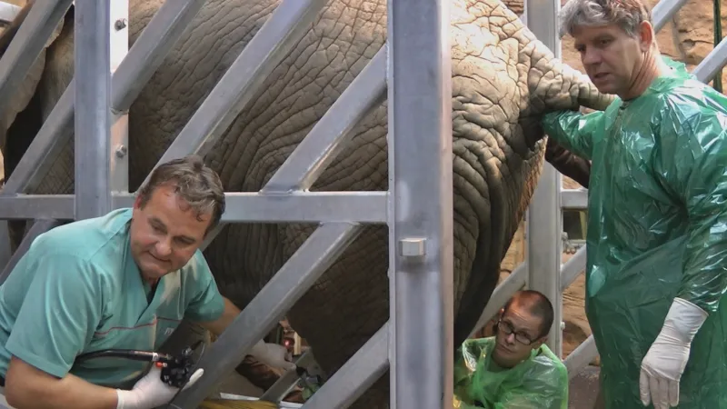 Umělé oplodnění samice slona afrického Zoly