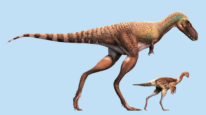 Srovnání velikostí gorgosaura a dinosaura z rodu citipes