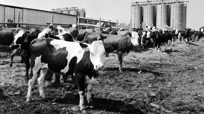 Československé zemědělství