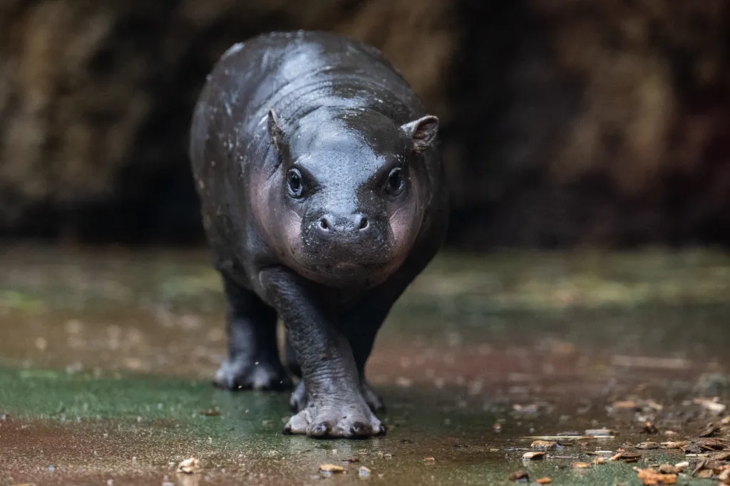 Hrošík liberijský je trpasličí verzí hrocha, žijící v tropických deštných lesích Západní Afriky