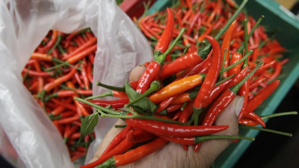 Chilli papričky