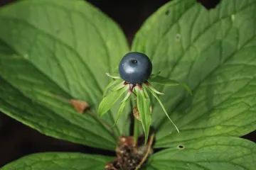 Čeští vědci zjistili, proč mají některé rostliny gigantický genom. Může za to biologická „temná hmota“
