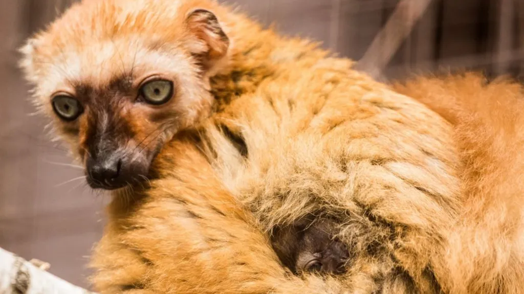 Samice lemura Sclaterova s mládětem