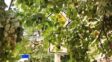 Zarostlá dopravní značka