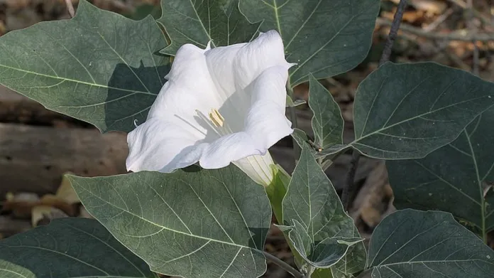 Posvátná rostlina regel – durman (datura wrightii)