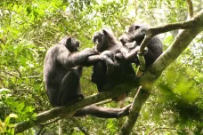 Samice šimpanzů bonobo utvářejí sesterstva, aby se ubránily samcům