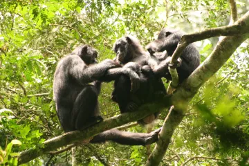 Samice šimpanzů bonobo utvářejí sesterstva, aby se ubránily samcům