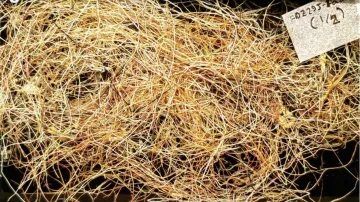 Ekosystémy objevené na dně u Kamčatky