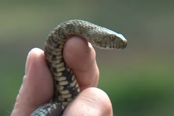 Svratku pod přehradou obsadily ohrožené užovky podplamaté