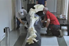Z opavského muzea stěhují kvůli opravám sbírky. Zůstane jen slon, který neprojde dveřmi
