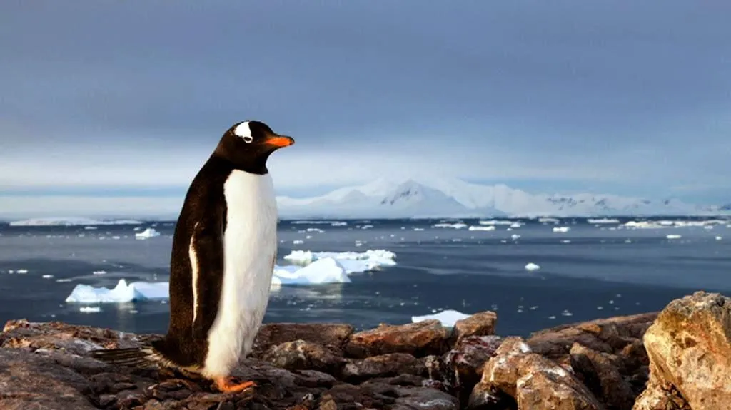 Tučňák na Antarktidě