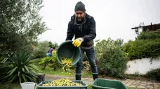 Vinař Csaba Torok, který pěstuje olivy na teplých jižních svazích Maďarska nedaleko Balatonu, věří, že jeho stromy z jižní Evropy našly s oteplováním evropského klimatu nový úspěšný domov