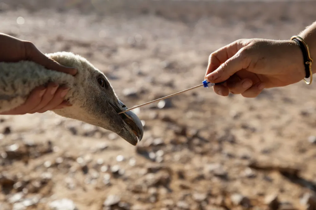 Izraelci pracují na záchraně supů bělohlavých a vrací je zpět do přírody