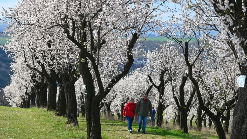 V mandloňových sadech na okraji jihomoravského města Hustopeče vzniká nové arboretum