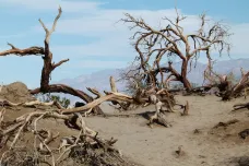 Mrtvé dřevo ročně uvolní stejně uhlíku jako globální emise z fosilních paliv