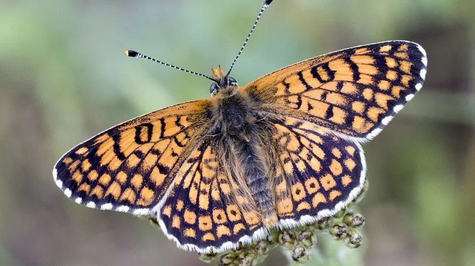 Hnědásek kostkovaný patří mezi nejprozkoumanější evropské motýly po stránce populační ekologie, vztahu k živým rostlinám, biotopových nároků, dynamiky parazitů a parazitoidů atd.