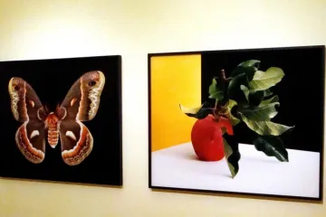 Osvobozená hra barev a tvarů