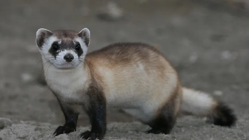 Dospělý tchoř černonohý