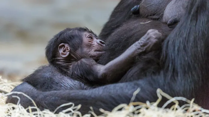 Gorilí samice Shinda se svým novorozencem