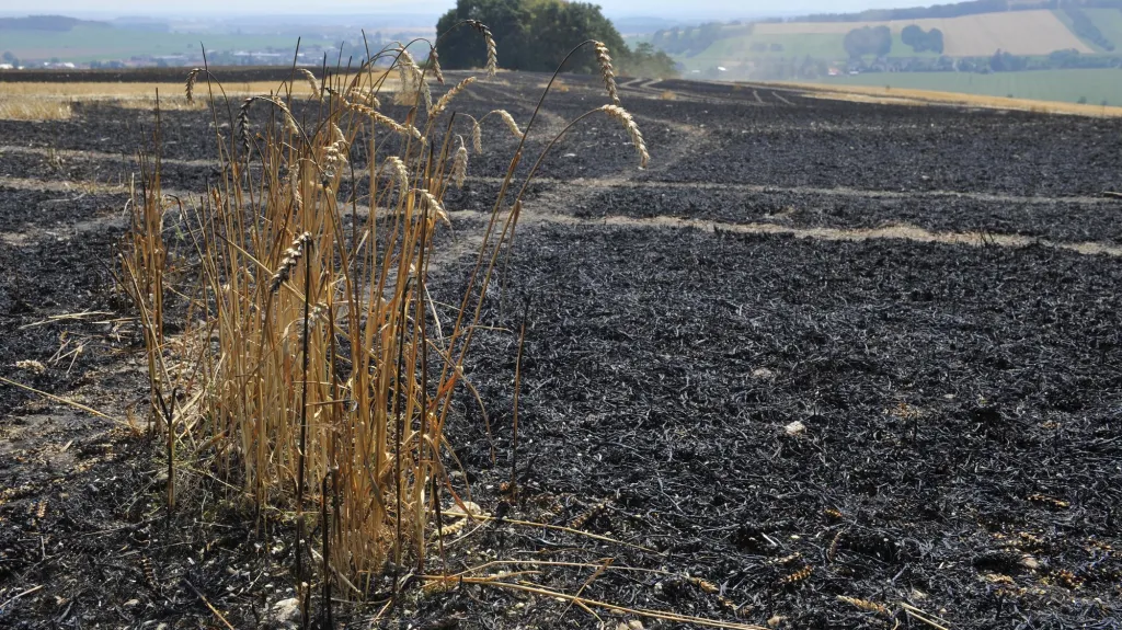 U obce Nová Hradečná shořelo přes pět hektarů pole pšenice