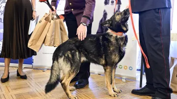 V kategorii Záchranný čin služebních a záchranářských psů - Slovenská republika zvítězil pes jménem Ajax