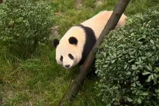 Šéf pražské zoo: Milion dolarů za pandu určitě nedáme, to je cena pro americké zahrady  
