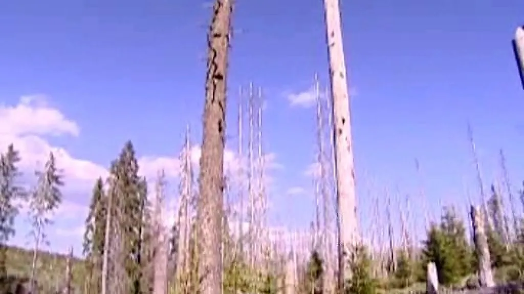 Kůrovec na Šumavě