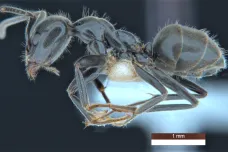 Australští vědci popsali 139 nových druhů zvířat. Včetně mravence, který pase housenky